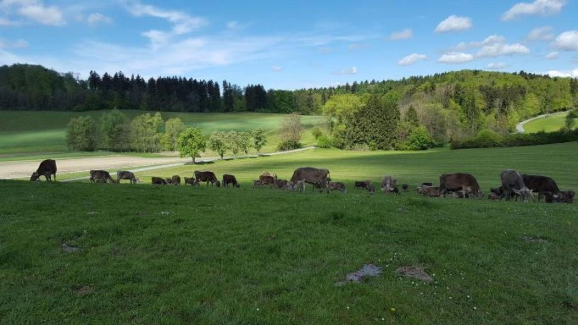 Roesslerhof Ferienwohnung Roesslerweiher Schlier Exteriör bild
