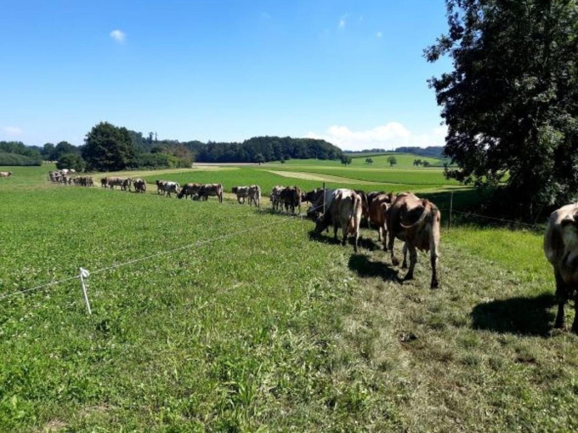 Roesslerhof Ferienwohnung Roesslerweiher Schlier Exteriör bild