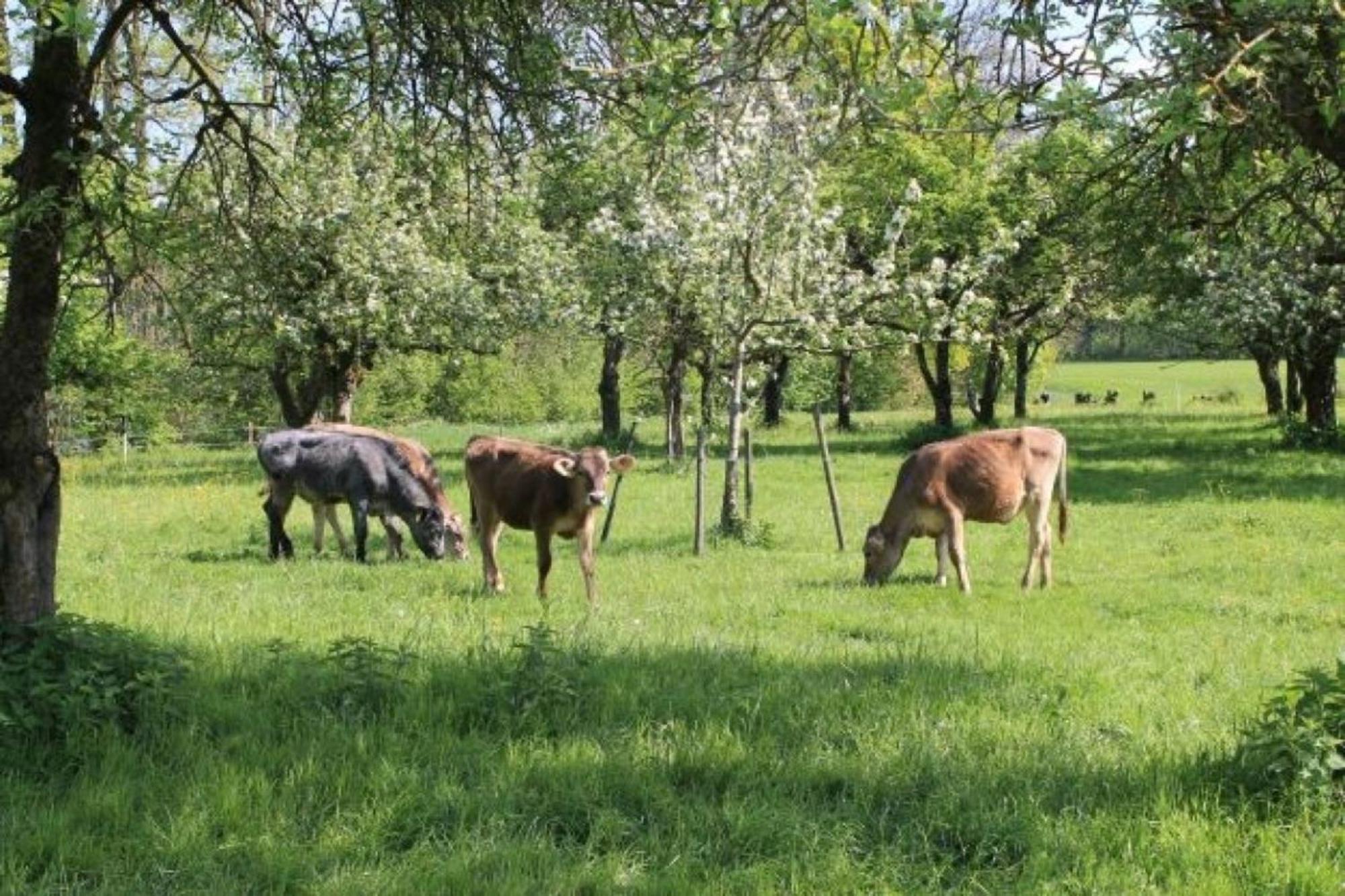 Roesslerhof Ferienwohnung Roesslerweiher Schlier Exteriör bild